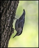 whitebreastnuthatch_69583