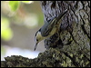 whitebreastnuthatch_69594