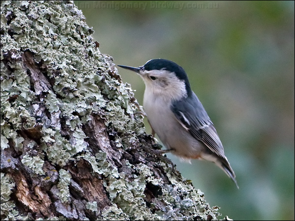 White-breasted Nuthatch whitebreastnuthatch_108873.psd
