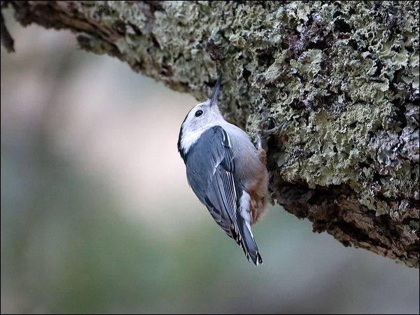 White-breasted Nuthatch whitebreastnuthatch_108882.psd