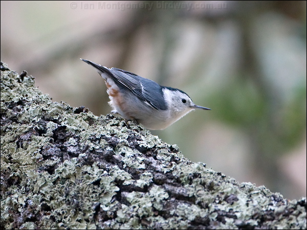White-breasted Nuthatch whitebreastnuthatch_108886.psd