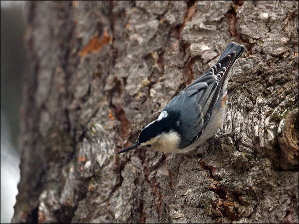 White-breasted Nuthatch whitebreastnuthatch_110724.psd