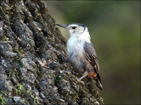 White-breasted Nuthatch whitebreastnuthatch_69458.psd