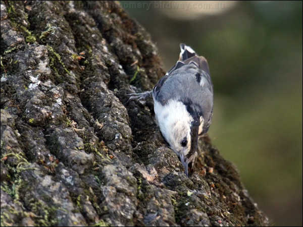 White-breasted Nuthatch whitebreastnuthatch_69463.psd
