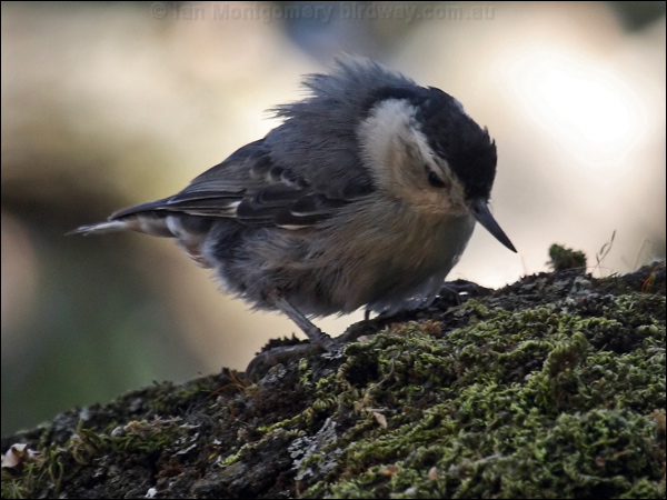 White-breasted Nuthatch whitebreastnuthatch_69478.psd