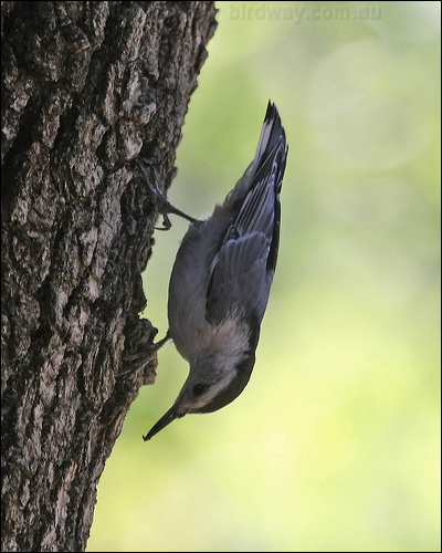 White-breasted Nuthatch whitebreastnuthatch_69583.psd