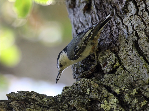 White-breasted Nuthatch whitebreastnuthatch_69594.psd