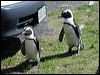 african_penguin_04353