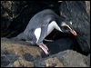 fiordland_penguin_122053
