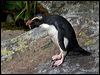 fiordland_penguin_122070