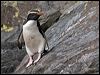 fiordland_penguin_122074