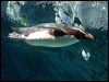 fiordland_penguin_94658