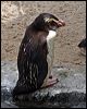 fiordland_penguin_95810