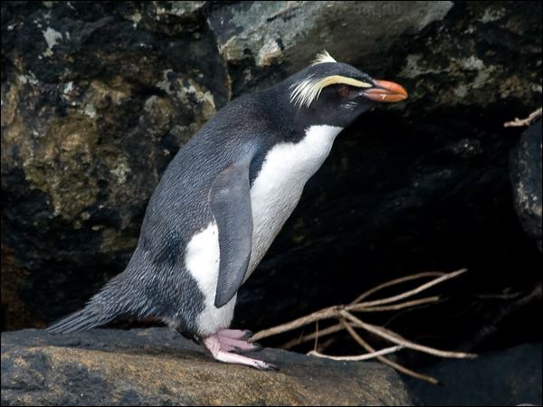 Fiordland Penguin fiordland_penguin_122049.psd
