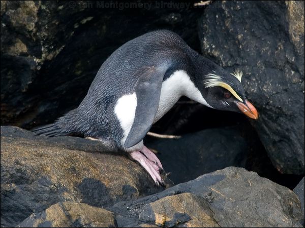 Fiordland Penguin fiordland_penguin_122053.psd
