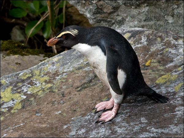 Fiordland Penguin fiordland_penguin_122070.psd
