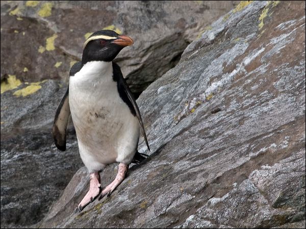 Fiordland Penguin fiordland_penguin_122074.psd