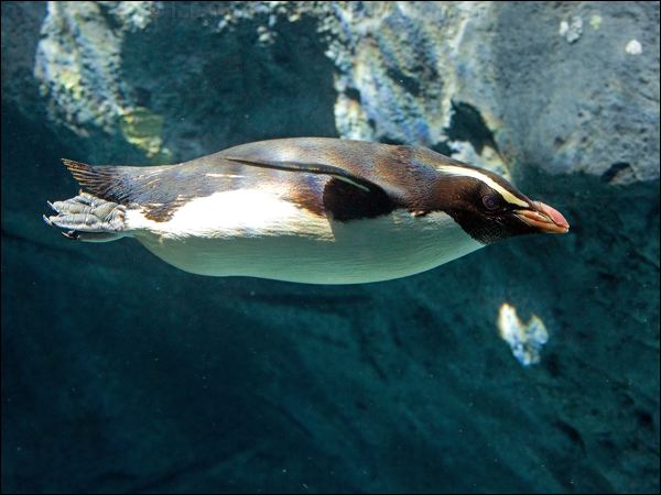 Fiordland Penguin fiordland_penguin_94658.psd