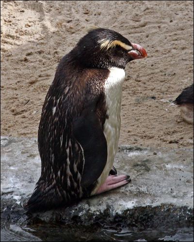 Fiordland Penguin fiordland_penguin_95810.psd