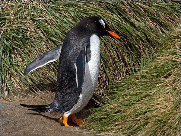 Gentoo Penguin gentoo_penguin_126616.psd