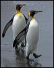 king_penguin_126240