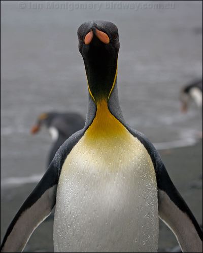King Penguin king_penguin_125732.psd
