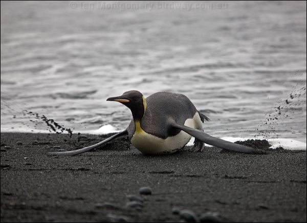 King Penguin king_penguin_125854.psd