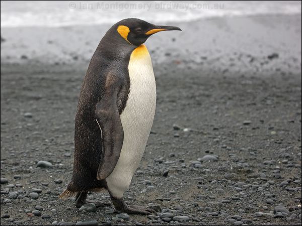 King Penguin king_penguin_125863.psd