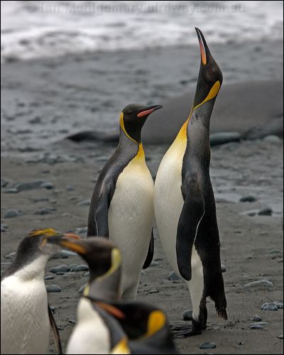 King Penguin king_penguin_125891.psd