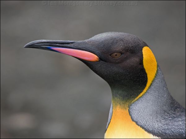 King Penguin king_penguin_126059.psd