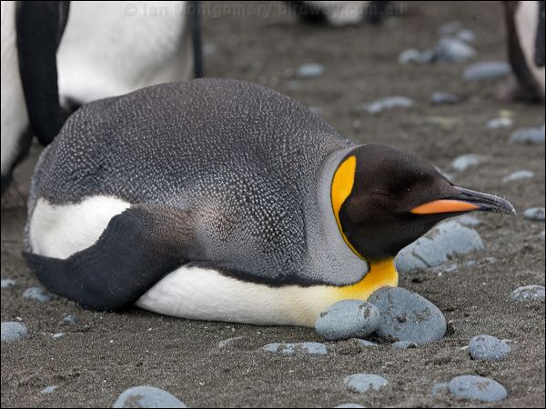 King Penguin king_penguin_126216.psd