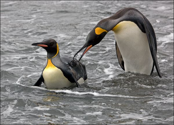 King Penguin king_penguin_126235.psd