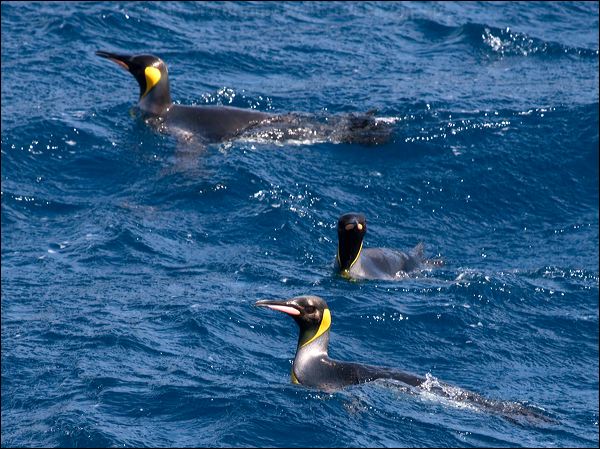King Penguin king_penguin_126293.psd
