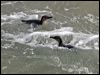 little_penguin_122580