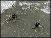 little_penguin_122581
