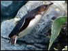 Click here to enter gallery and see photos of Little Penguin