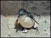 little_penguin_95282