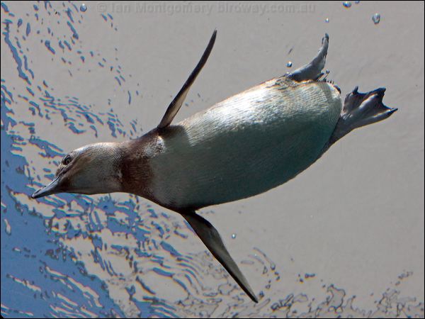 Little Penguin little_penguin_94740.psd
