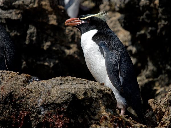Snares Penguin snares_penguin_123365.psd