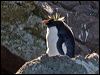 rockhopper_penguin_126685