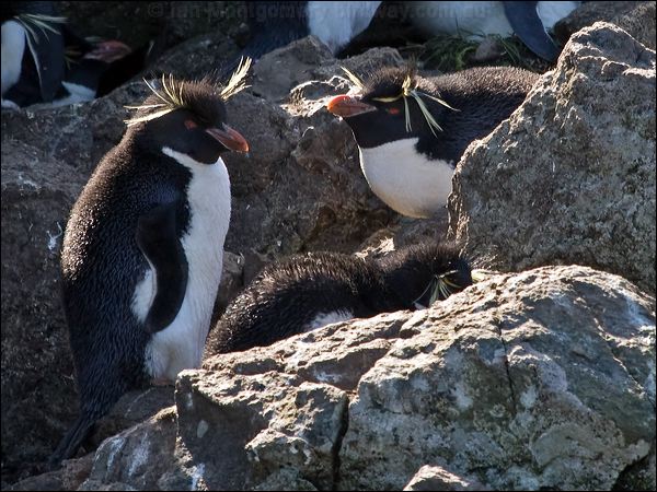 Southern Rockhopper Penguin rockhopper_penguin_126649.psd