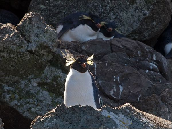 Southern Rockhopper Penguin rockhopper_penguin_126655.psd