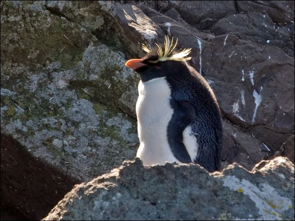 Southern Rockhopper Penguin rockhopper_penguin_126685.psd