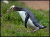 Click here to enter gallery and see photos of Yellow-eyed Penguin
