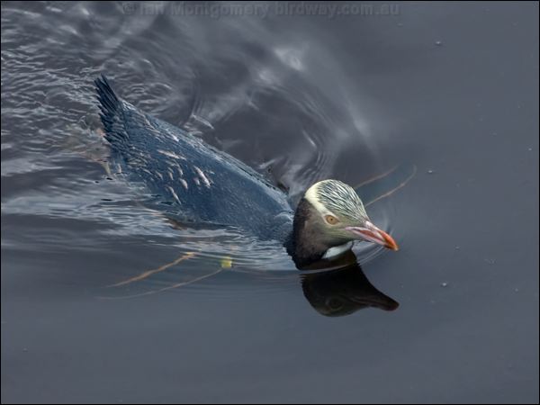 Yellow-eyed Penguin yellow_eyed_penguin_122442.psd
