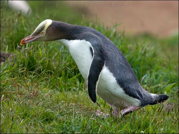 Yellow-eyed Penguin yellow_eyed_penguin_122506.psd
