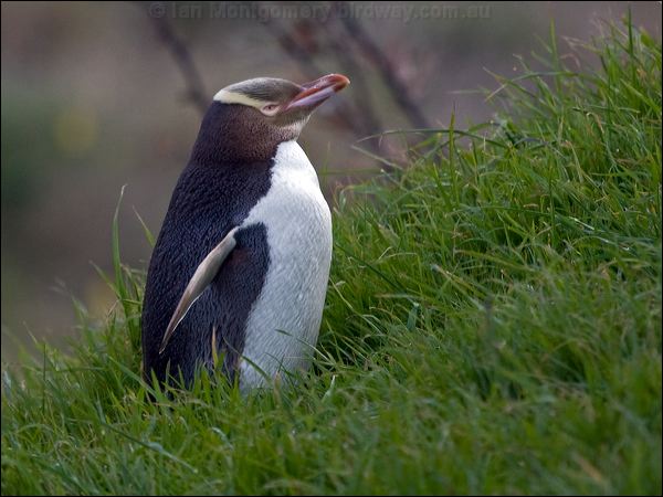 Yellow-eyed Penguin yellow_eyed_penguin_122553.psd