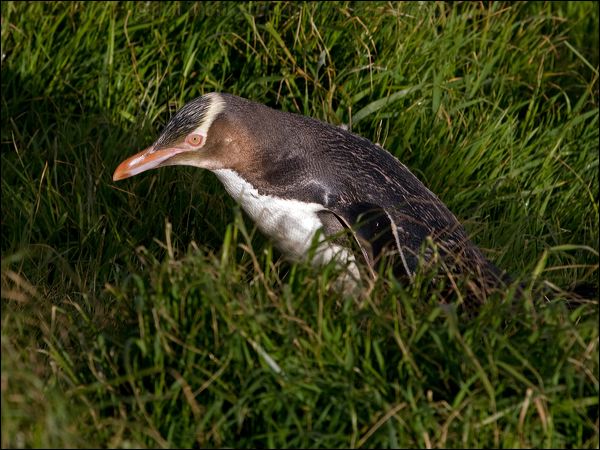Yellow-eyed Penguin yellow_eyed_penguin_122566.psd