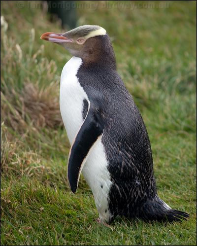 Yellow-eyed Penguin yellow_eyed_penguin_122595.psd