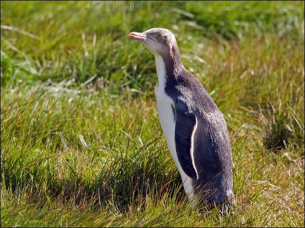 Yellow-eyed Penguin yellow_eyed_penguin_124053.psd